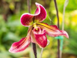 La orquídea zapatilla de dama tiene una forma única foto