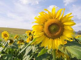 Sunflower under cloudy blue sky photo