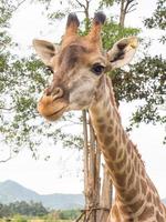 Giraffe is tallest animal photo