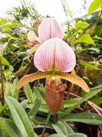 La orquídea zapatilla de dama tiene una forma única foto