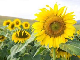 Sunflower under cloudy blue sky photo