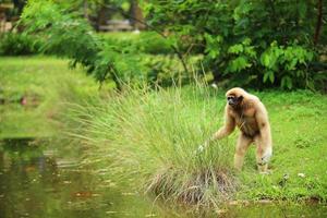 Common gibbon. White-handed gibbon walking on field near lake at natural park. photo