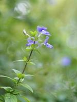 Purple flower on blurred of nature background photo