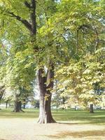 gran árbol en el parque foto