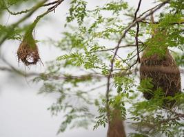 Bird Nest ,Weaver on the tree Nest bird Weaverbird hang on the tree nature background photo