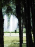 hojas verdes frescas de bambú en el fondo de la naturaleza del jardín foto