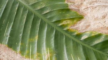 fondo de naturaleza parcialmente seca de textura de hoja verde foto