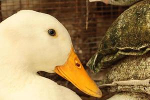 White feathered duck yellow mouth black eyes standing on the ground. photo