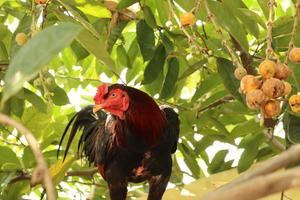 A rooster, black and red feathers, standing on a tree with blurred background. photo