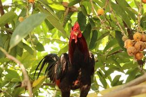 A rooster, black and red feathers, standing on a tree with blurred background. photo