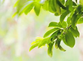 Closeup Green leaves blurred greenery nature background with copy space using as background natural green plants landscape outdoor for copy write photo