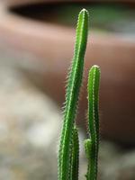 Cereus peruvianus, Fairy castle Cactus tree green trunk has sharp spikes around blooming in terracotta porcelain pot photo