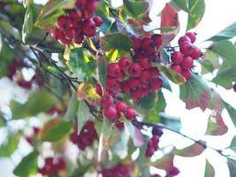 fruta roja de manzana de cangrejo siberiano en un árbol joven en la temporada de otoño, bayas silvestres, fondo de naturaleza malus baccata foto