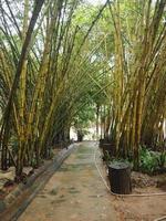 bamboo fresh green leaves in garden nature background photo