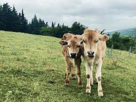 Two baby cows stand in meadow field in mountains in countryside of Georgia photo