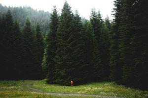 One person stand by giant fir trees in Georgia region Racha Shiovi village forest outdoors in summer photo