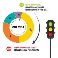 The functions of proto oncogenes and tumor suppressor genes in the cell cycle vector