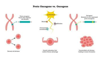 diagrama de protooncogén versus oncogén vector