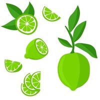 Set with limes. Cutting citrus fruits into slices, slices, circles.Ripe fresh limes on a tree branch vector