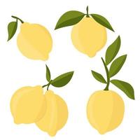 Set with lemons. Citrus cutting into slices, slices, circles. Ripe fresh lemons on a tree branch. vector