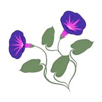 Two morning glories, colorful illustration vector