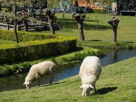 la ciudad holandesa enkhuizen foto