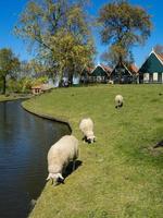 la ciudad holandesa enkhuizen foto