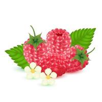 Raspberry. Sweet fruit Isolated on white background. 3d vector set. Realistic illustration