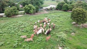 Aerial view cows in farm in morning. video