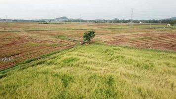 Flying towards a tree at paddy field with some already harvested. video