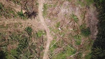 plantación de palma aceitera después de la limpieza de tierras para otra plantación. video