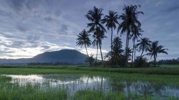 coqueiros timelapse no campo de arroz verde. video