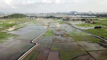 flygflyg över översvämmade risfält i Malaysia, Sydostasien. video