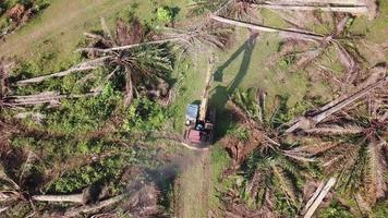 limpieza de palma aceitera con excavadora para otro proyecto en malasia, sudeste de asia. video