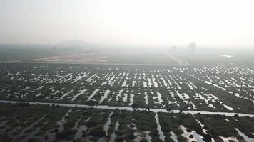 vista aérea manglar y ciudad al fondo. video