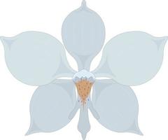White orchid flower vector illustration