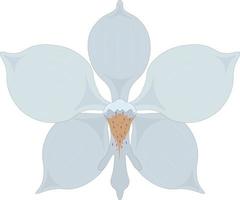 White orchid flower vector illustration