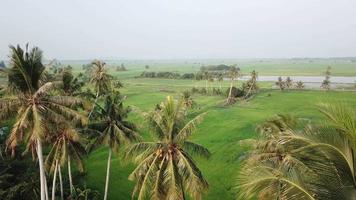 zone rurale de rizière à kedah darul aman. video