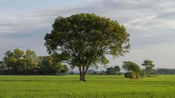 Zeitrafferbaum im Reisfeld i video