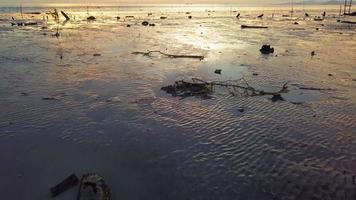 avanzar hacia los árboles secos y la basura arrojada a la costa. video