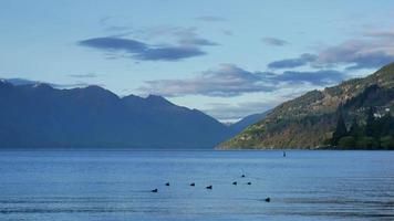 gregge di anatre nuota attraverso il lago wakatipu video