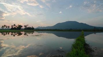 reflexão nascer do sol no arrozal em bukit mertajam, penang, malásia. video