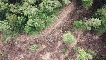 vue de haut en bas de la déforestation pour défricher les terres. video