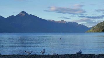 Sea gull search for food in the blue sky morning at Lake Wakatipu, Queenstown video