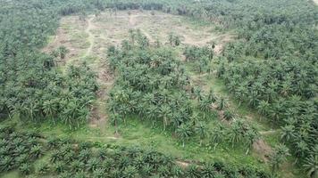 Land clearing oil palm view from top at Malaysia, Southeast Asia. video