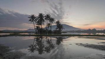 Zeitraffer die Kokospalmen überschwemmt video