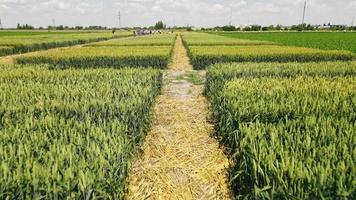 Es wird über einem Feld mit verschiedenen Weizen- und Weizensorten bewässert, und eine Gruppe von Menschen im Hintergrund betrachtet die Parzellen mit Weizen und Weizen. video