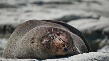 Fur seal lazy sleep in evening at Kaikoura Beach, South Island video