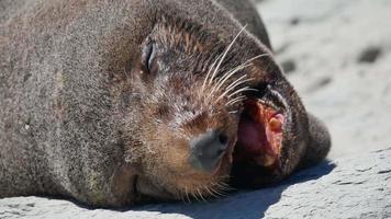 cierra la cabeza del lobo marino cuando duermes en una roca en la playa de kaikoura, isla del sur video