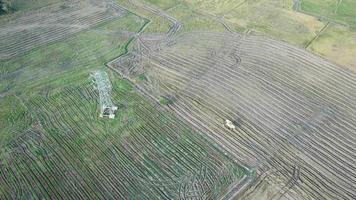 Aerial drone view harvester beside electric tower at traditional paddy field video